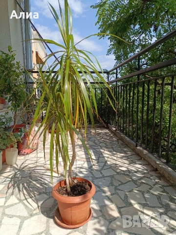 Фикус бенджамин 170см, драцена 120см, снимка 13 - Градински цветя и растения - 34362136