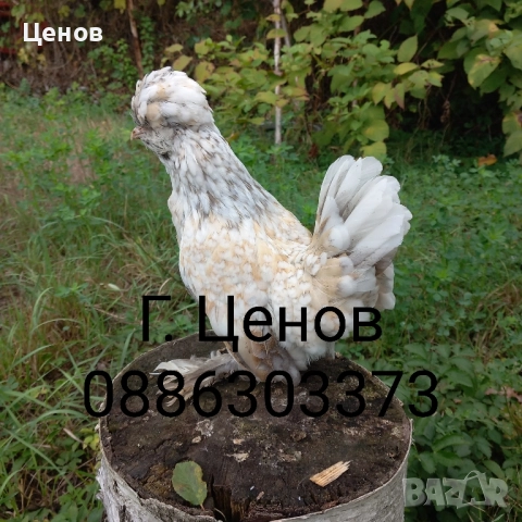 Чифтове струмски бантам, снимка 8 - други­ - 49315454