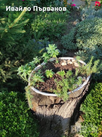 Сукуленти, снимка 3 - Градински цветя и растения - 33126146