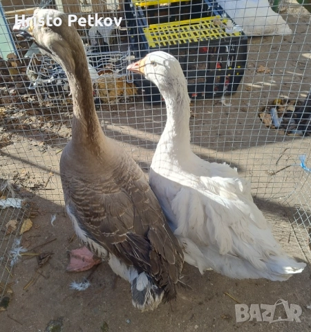 Продавам 1 Гъска и 1 Гъсок 