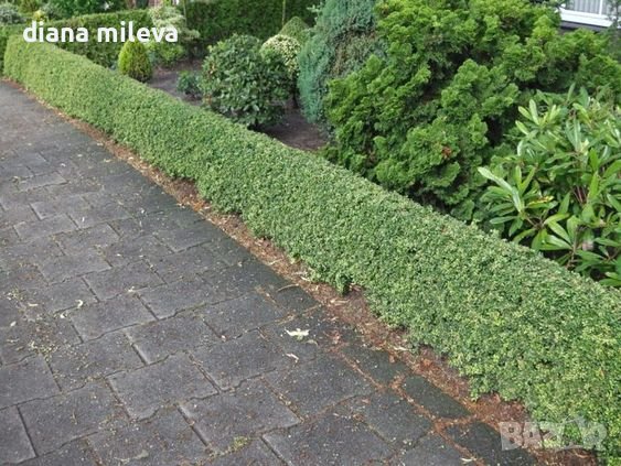 Илекс, Ilex crenata 'Convexa' , снимка 3 - Градински цветя и растения - 39366329