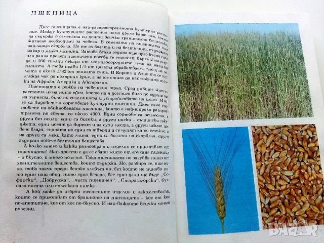 Албум за растения и животни - Н.Боев,С.Петров,П.Кръстев - 1976г., снимка 3 - Енциклопедии, справочници - 53185115