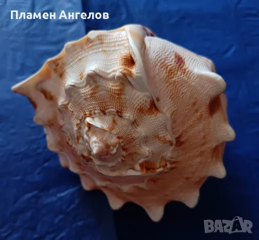 Голяма естествена раковина"Рогат шлем" (Cassis cornuta). , снимка 5 - Декорация за дома - 56204160