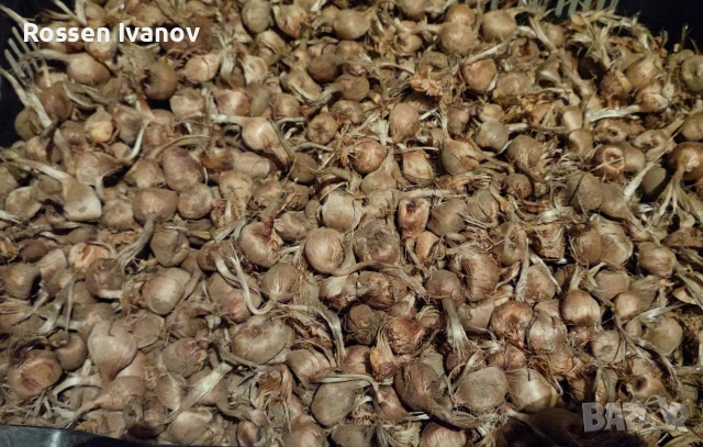 Шафран Луковици, снимка 2 - Сортови семена и луковици - 53583147