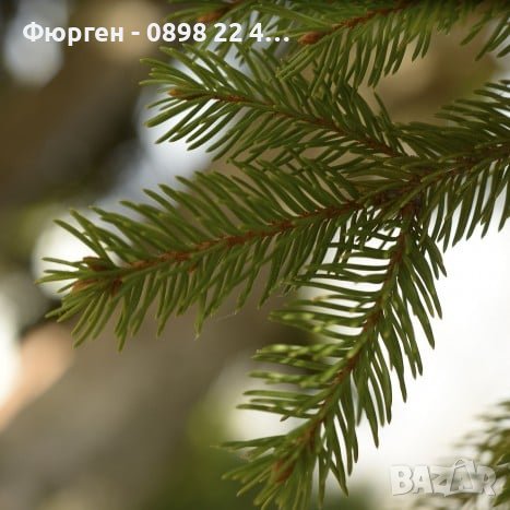 Ела Българска , бор , смърч , бял бор и мура, снимка 5 - Градински цветя и растения - 40955092