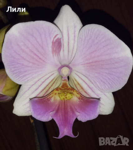 Орхидея фаленопсис Мanta Мaldives Big lip