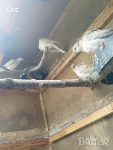 Чифт гугутки с 2 млади от тях