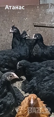 Селски пилета на 1 и на 2 месеца. , снимка 6 - Кокошки и пуйки - 55942919