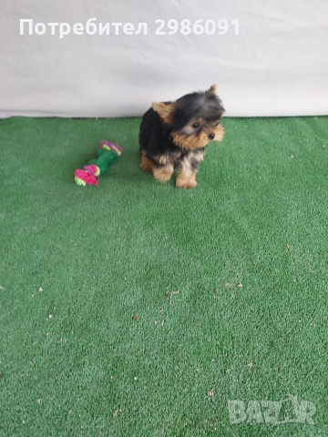 Мини йоркширски териер , снимка 4 - Йоркширски териер - 36517526