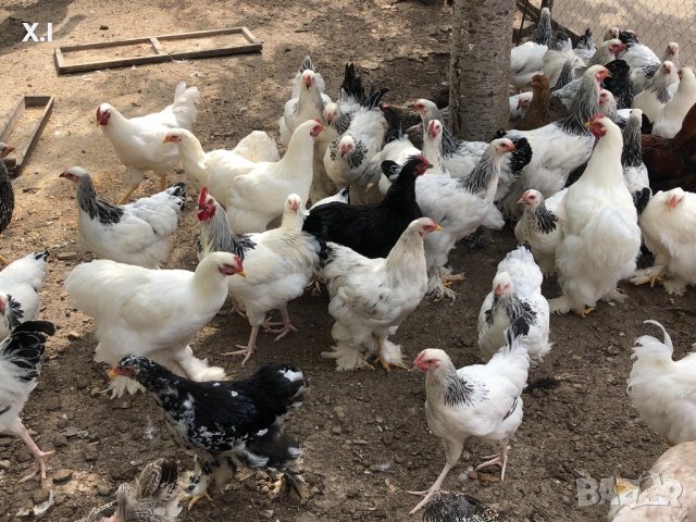 Невероятни БРАМА кокошки , снимка 17 - Кокошки и пуйки - 42342424
