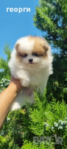 померан мини померан, снимка 4 - Померан - 50964936