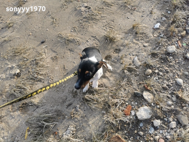 ДЖАК РЪСЕЛ ТЕРИЕР-ЖЕНСКО КОЛЕДНО КУТРЕ 1112251705, снимка 6 - Джак ръсел териер - 52738678