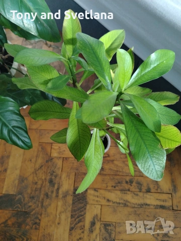 Каучуково дърво (Euphorbia Synadenium grantii), снимка 8 - Стайни растения - 53572970