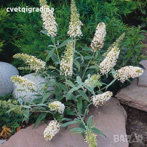 Buddleja dav. White Ball (Будлея Бял балон), снимка 3 - Градински цветя и растения - 41597605