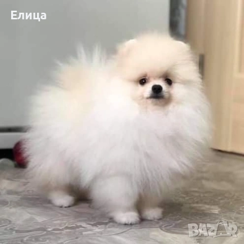 Померан за разплод