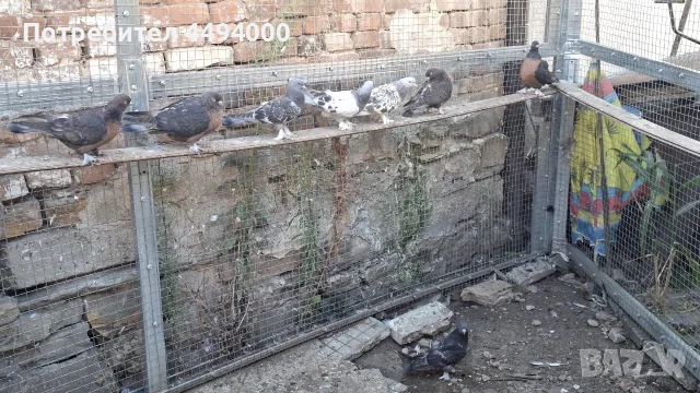 Гълъби мардини за учене