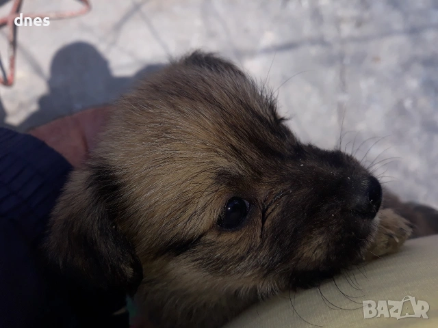 Подарявам кученца, снимка 4 - Други - 53763354