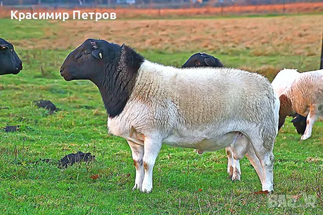 Продавам овце-дорпер