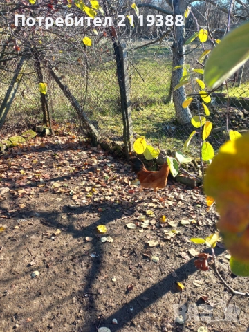 2 бр петлета Италиянка