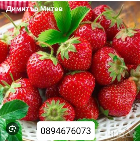 Продавам разсат ягоди , снимка 12 - Разсади - 52135042