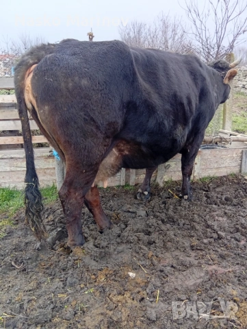 Налива да се тели , снимка 2 - Крави - 53218270