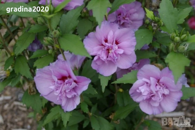 Хибискус Кичест - Дървовидна Ружа, снимка 4 - Разсади - 46564853