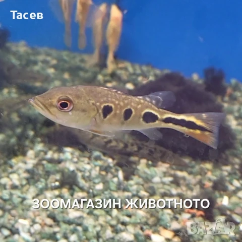 Цихла брокопондо 9см, снимка 1