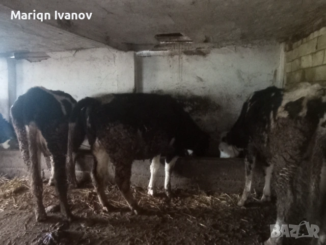 Продавам крави и теле, снимка 3 - Крави - 53633254