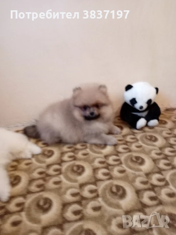 3 мъжки и 1 женско, снимка 7 - Померан - 52996319