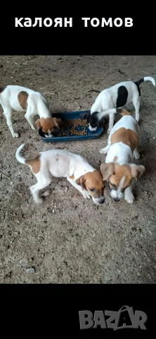 куче 🐕 Джак Ръсел , снимка 7 - Джак ръсел териер - 55622524
