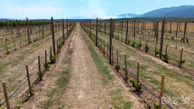 Агрономически консултации - овощни,зеленчукови и полски култури, снимка 5 - Други оферти за работа - 52306727