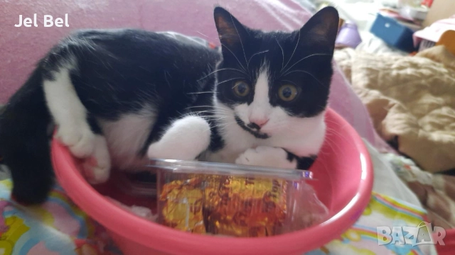 Ангорско Коте с Хигиенни Навици и Доставка до Вашия Град, снимка 2 - Ангорски - 49781355