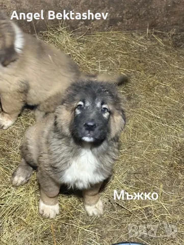 Кавказки овчарки 
