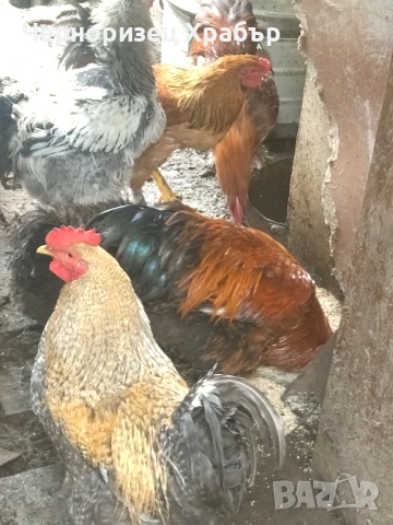 Домашни петли 