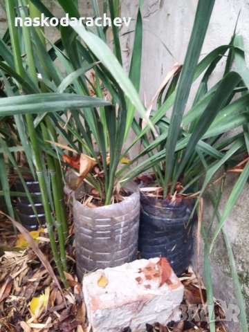 Вкоренени растения студоустойчива Юка на 1-3 год., снимка 12 - Градински цветя и растения - 38750889