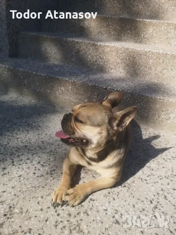 френски булдог женска. , снимка 12 - Френски булдог - 50194174