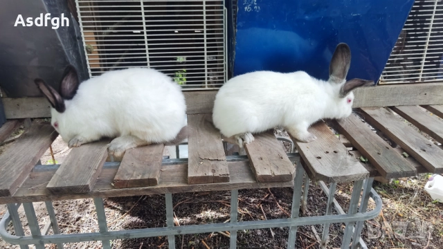 Зайци Калифорнийски зайци, снимка 3 - За гризачи - 51627208