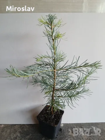Корейска ела (ново), снимка 9 - Градински цветя и растения - 56056938