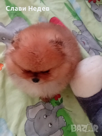 померанче мъжко мини , снимка 6 - Померан - 53081119