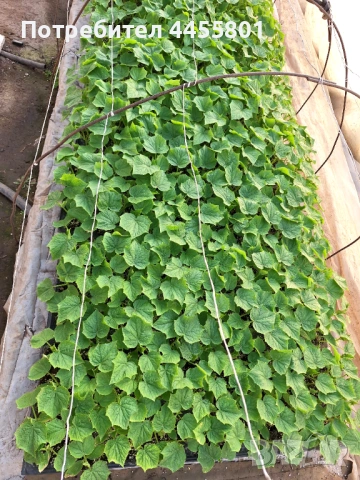 Продавам Сандра Голд , снимка 4 - Разсади - 53713508