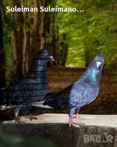 Продавам гълъби на въртене и глас цена за 4те двойки 80 лв