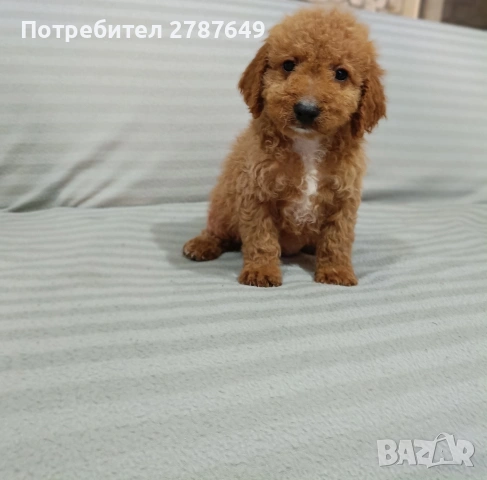 Кавапу, снимка 5 - Пудели - 53747805