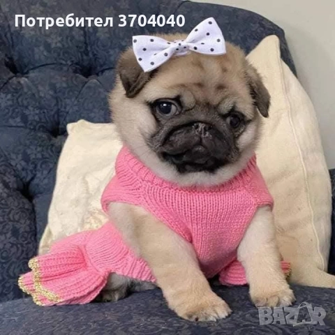 бебе мопс търси любящо семейство, снимка 2 - Други животни - 52955485