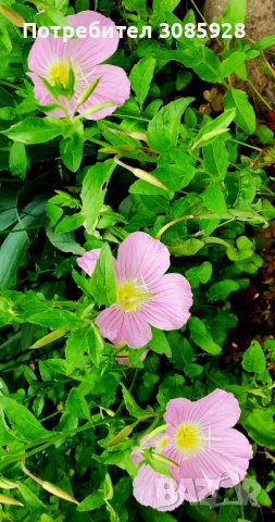 От м. май до ранно лято Oenothera speciosa/ Енотера/ Йонотера -розова, снимка 2 - Градински цветя и растения - 41225175