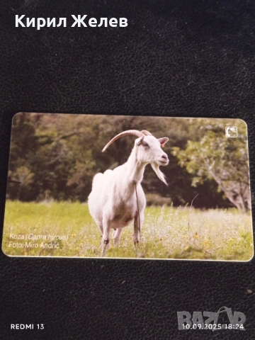 Три фонокарти тема ЖИВОТНИ ЧЕРЕН ЛЕШОЯД, ЩЪРКЕЛИ,КОЗИ за КОЛЕКЦИЯ 21890, снимка 7 - Колекции - 51669802