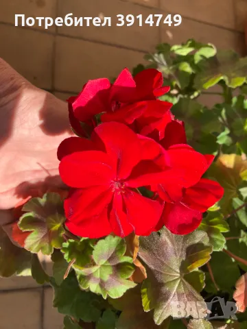 Изрезки / клончета от индрише, сакъзче, мушкато, дърво на живота за вкореняване, снимка 3 - Градински цветя и растения - 47833116