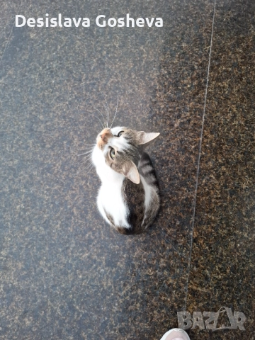 Търсим дом,  на мама Котана и бебе Топчо , снимка 9 - Други - 52941806