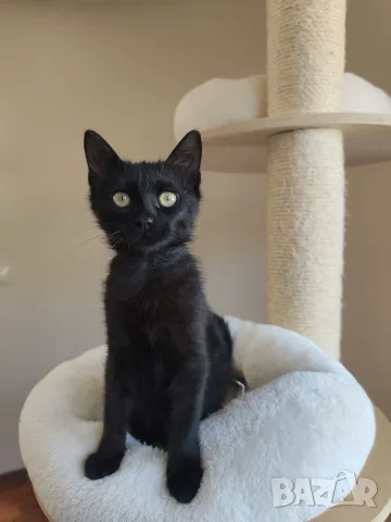 Мъжко черно коте търси любящ дом, снимка 3 - Други - 55795689
