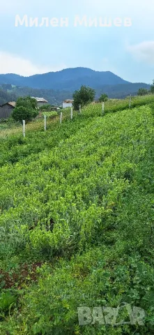 ЕКО Мурсалски чай 2025