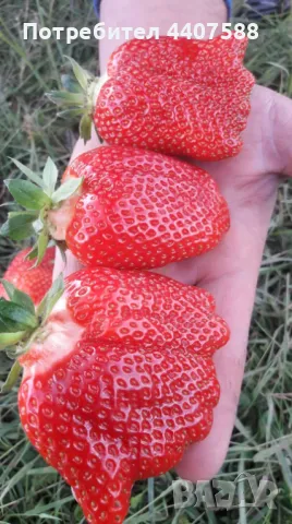 Разсад ягоди целогодишни , снимка 4 - Разсади - 49716826